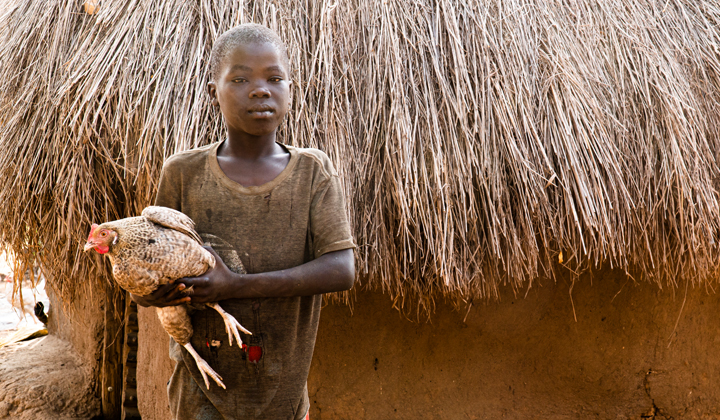 Ugandalainen poika seisoo vakavana ja pitelee kanaa käsissään olkikattoisen savitalon edustalla.